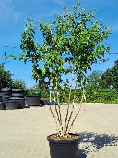 Sieben-Söhne-des-Himmels-Strauch 'mehrstämmig' 200-250 cm / Heptacodium miconioides (1577163)