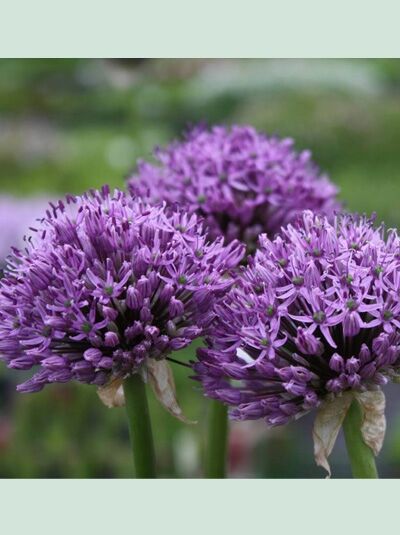 Blumenlauch 'Lucy Ball' / Allium macleanii 'Lucy Ball'