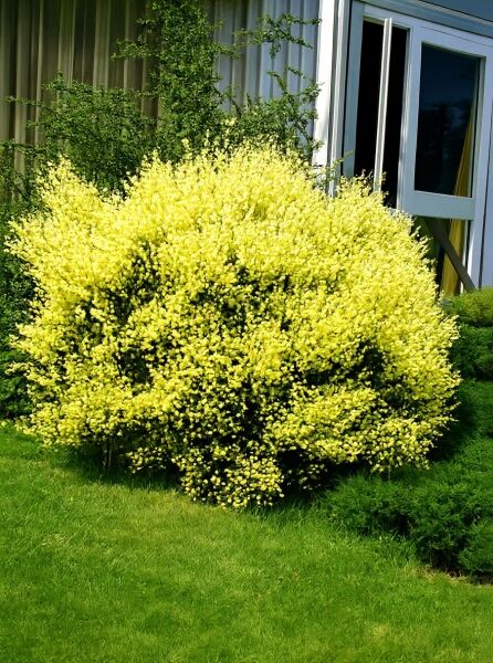 Elfenbein-Ginster (Cytisus praecox), buschiger Strauch mit zahlreichen hellgelben Blüten.