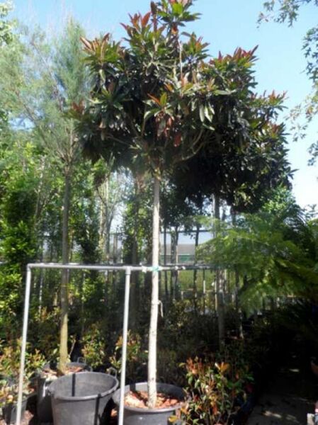 Chinesische Wollmispel / Chinesische Wollmispel