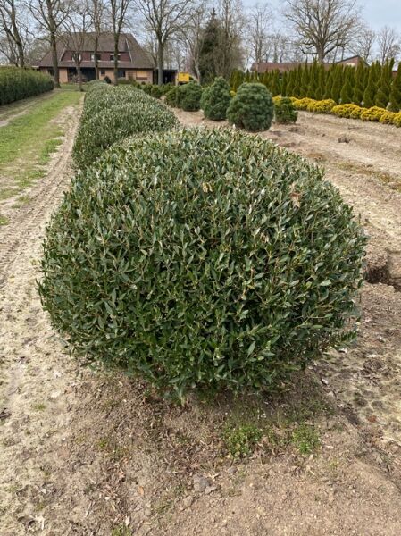 Schmalblättrige Steinlinde Kugel / Phillyrea angustifolia