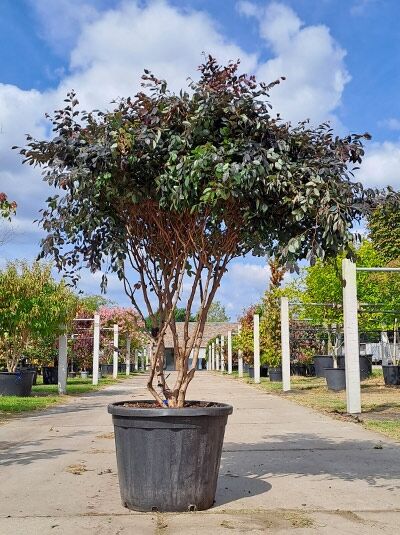 Loropetalum chinense 'Fire Dance' / Riemenblüte, 175-200 cm, im Container, mehrstämmiger Strauch mit dunkelgrünem bis purpurfarbenem Laub