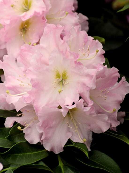 Rhododendron 'Onkel Dines' - Rhododendron Hybride 'Onkel Dines' -R-