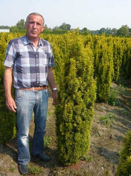 Taxus baccata 'David' / Gelbe Säulen-Eibe 'David', säulenförmiger, gelbgrüner Nadelstrauch im Freilandbestand