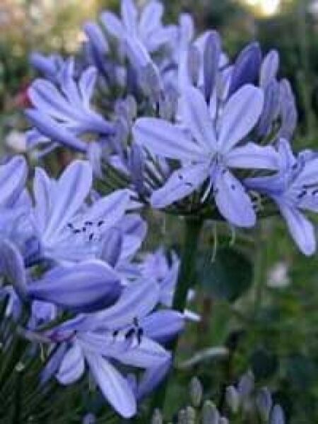 Blaue Afrikanische Schmucklilie / Agapanthus umbellatus 'Ovatus'
