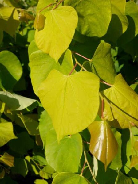 Cercis canadensis 'Hearts of Gold' / Gold-Judasbaum