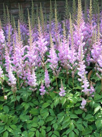Astilbe chinensis var. pumila / Teppich-Spiere