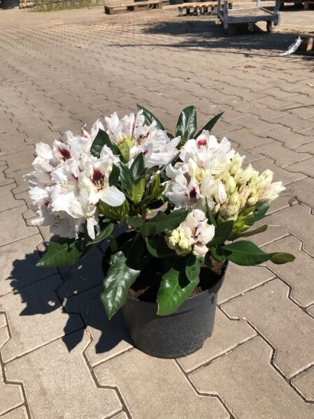Rhododendron Hybride 'Hachmann's Picobello' (Rhododendron) 30-40 cm C5 mit weißen Blüten und dunkelgrünem Laub im Topf