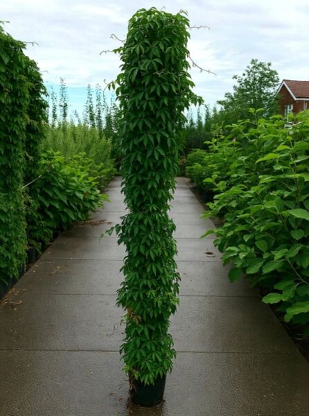 Selbstklimmender Mauerwein 'Engelmannii' (Parthenocissus quinquefolia 'Engelmannii') als hochgezogene Kletterpflanze im Topf C20, 200-250 cm