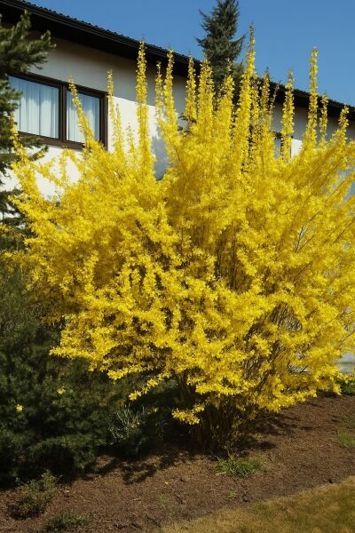 Goldglöckchen 'Goldrausch' / Goldglöckchen 'Goldrausch'