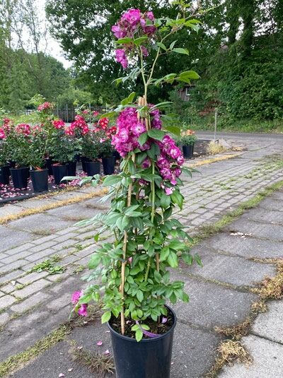 Kletterrose Rosa 'Perennial Blue' C5 im Topf am Bambusstab, mit pinkfarbenen Blüten und grünem Laub