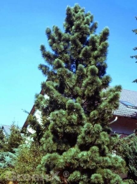 Pinus koraiensis 'Silveray' / Korea-Kiefer 'Silveray'