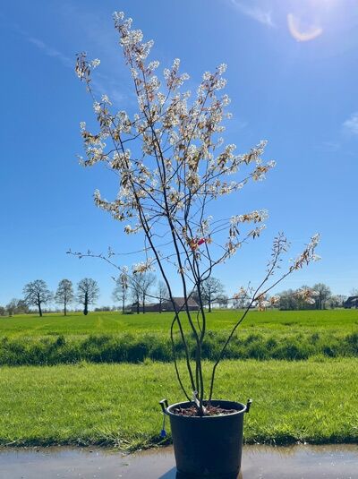 Kupfer-Felsenbirne 200 - 250 cm Schirmform / Amelanchier lamarckii (876184)