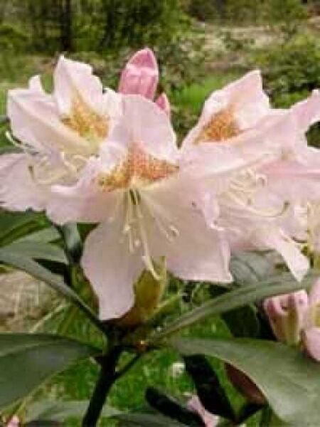 Rhododendron 'Cunningham's Blush' / Rhododendron Hybride 'Cunningham's Blush'