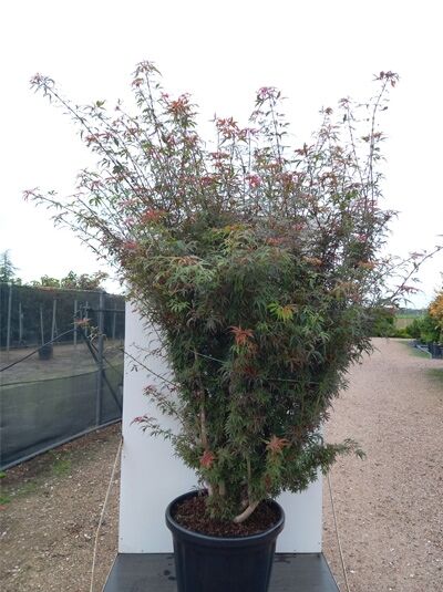 Fächer-Ahorn Acer palmatum 'Jerre Schwartz', 175–200 cm, im Container C80 mit mehrstämmigem Wuchs und fein geschlitzten Blättern