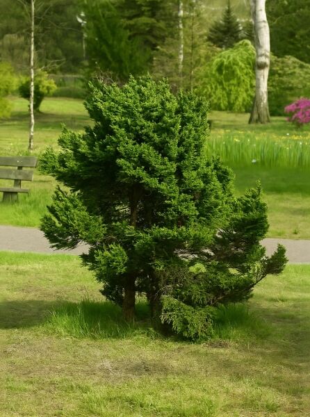 Japanische Sicheltanne 'Jindai' (Cryptomeria japonica) als kompakter, immergrüner Nadelbaum im Garten.