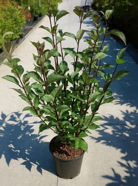 Cornus alba 'Kesselringii' (Schwarzrindiger Hartriegel) 100-150 cm C12, mehrtriebiger Strauch im Topf mit grünen Blättern.