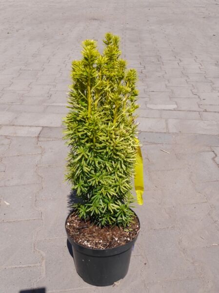 Taxus baccata 'David' / Gelbe Säulen-Eibe 'David' 40-60 cm C3 im Topf, säulenförmiger Wuchs mit gelbgrünen Nadeln