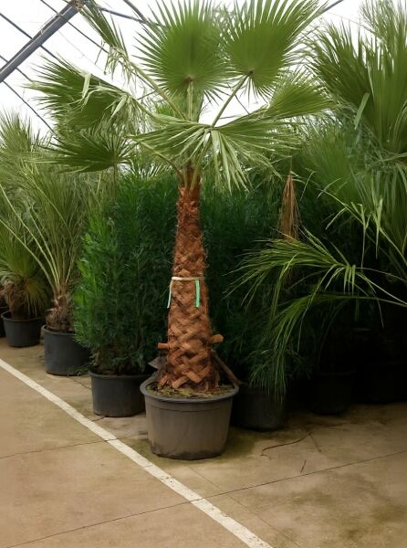 Washingtonia robusta (Petticoat-Palme) Mexikanische Washington-Palme 200 cm Stamm C250, Fächerpalme im Topf mit Stamm und Wedeln