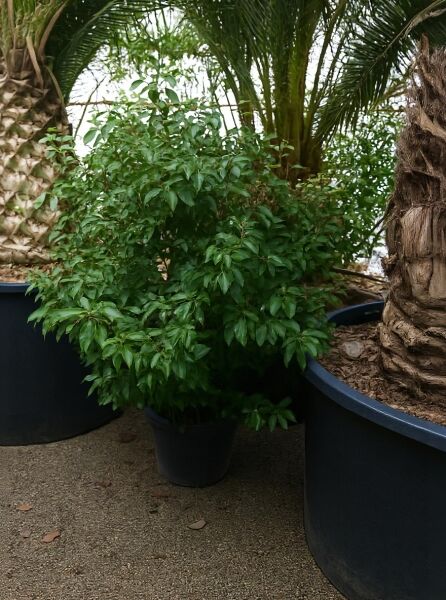 Cinnamomum camphora (Kampferbaum/Kampferlorbeer) 175–200 cm, C30, buschige Pflanze im schwarzen Topf mit grünen Blättern.