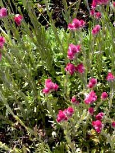 Katzenpfötchen 'Rubra' / Antennaria dioica 'Rubra'