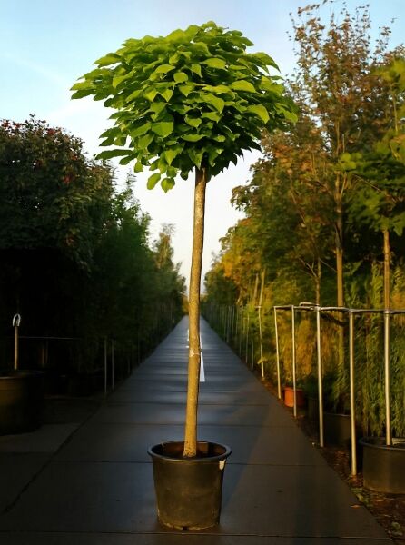 Kugel-Trompetenbaum (Catalpa bignonioides 'Nana') Hochstamm ca. 225 cm, Stammumfang 18–20 cm, im Container mit Kugelkrone