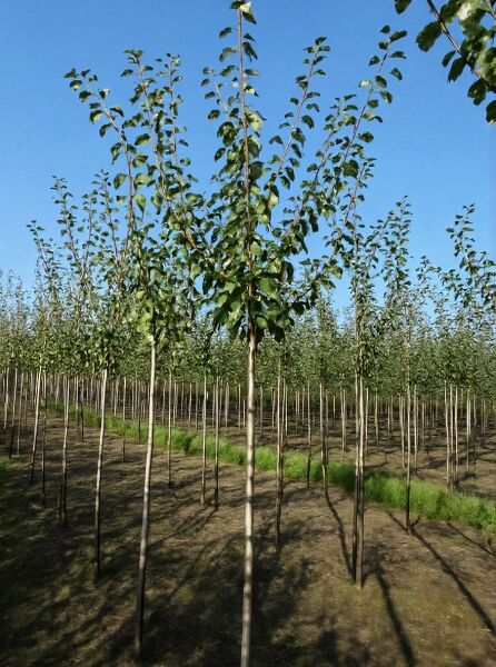 Prunus domestica 'Priesterkes' – Pflaume 'Priesterkes' Hochstamm, junger Baum mit geradem Stamm und grünen Blättern.