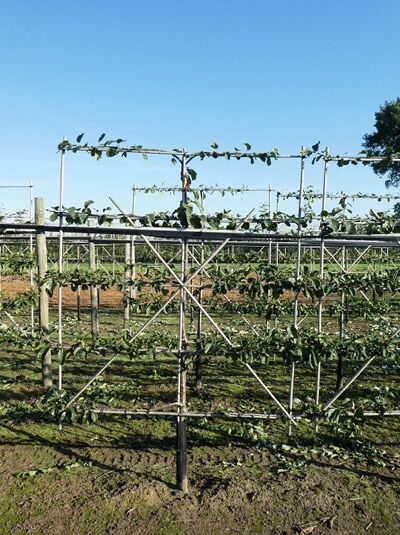 Prunus avium 'Kordia' Süßkirsche Kordia, Boden-Spalier mit horizontal erzogenen Trieben am Drahtgerüst, Stamm ca. 50 cm