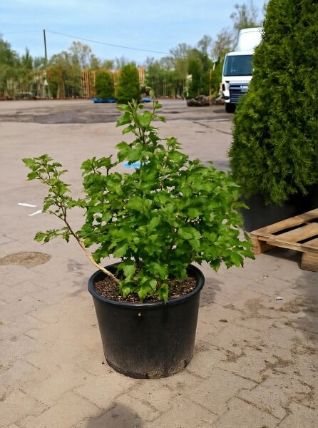Viburnum opulus 'Compactum' / Zwerg-Schneeball 'Compactum' 50-60 cm C20, buschiger Strauch im Topf mit grünem Laub