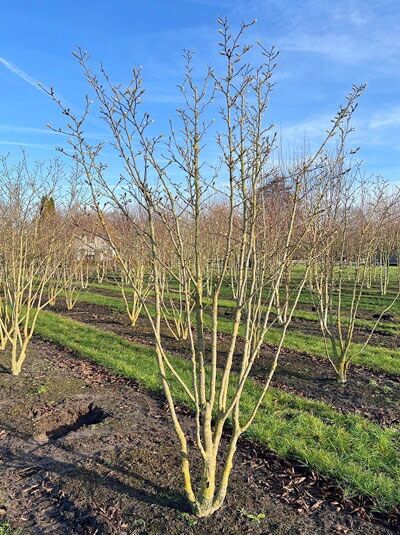 Große Stern-Magnolie 'Merrill' / Magnolia loebneri 'Merrill'