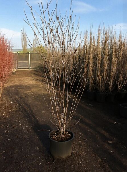 Faulbaum (Frangula alnus / Rhamnus frangula) 150-175 cm C20, mehrstämmiger Strauch im Container mit kahlen Trieben.