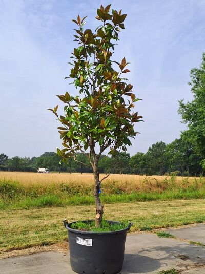 Großblütige Magnolie 'Galissonière' 250-300 cm - Magnolia grandiflora 'Galissonière' (874586)
