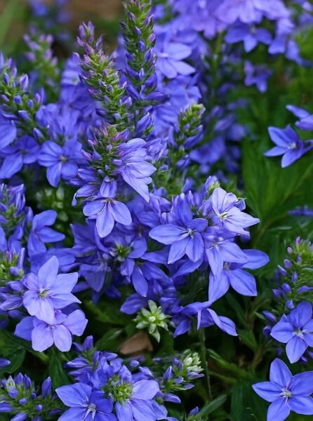 Veronica prostrata (Niederliegender Ehrenpreis) mit zahlreichen blauvioletten Blüten und grünen Blättern, Nahaufnahme