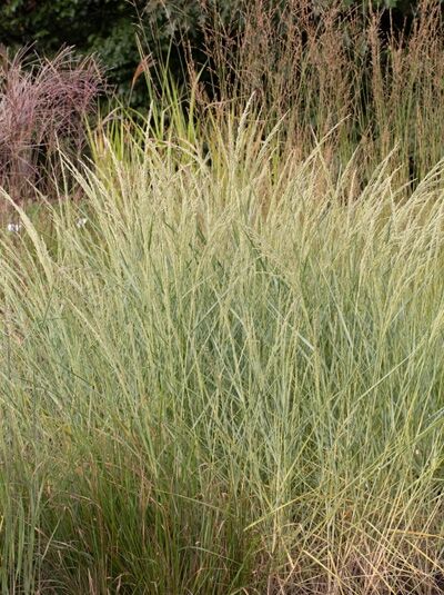 Ammophila breviligulata 'Ibiza Beach' / Strandhafer
