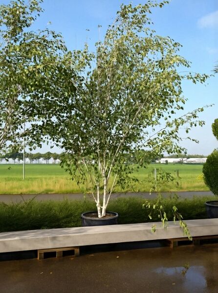 Weißrindige Himalaja-Birke Betula utilis 'Doorenbos', 350–400 cm, C200 Solitär, mehrstämmig mit weißer Rinde im Container.