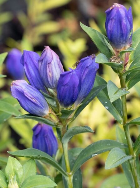 Japanischer Enzian (Gentiana makinoi) 'Marsha' mit violettblauen, knospenförmigen Blüten und grünen Blättern am Stiel.