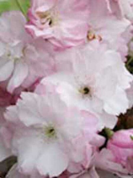 Zierkirsche 'Fugenzo' / Prunus serrulata 'Fugenzo'