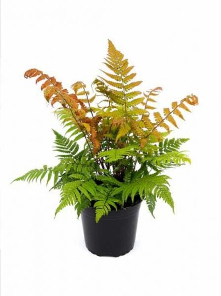 Dryopteris lepidopoda (Wurmfarn) C2 im Topf, Farn mit gefiederten grünen und bronzefarbenen Wedeln.