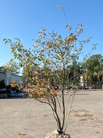 Kupfer-Felsenbirne 200 - 250 cm Schirmform / Amelanchier lamarckii (1577345)