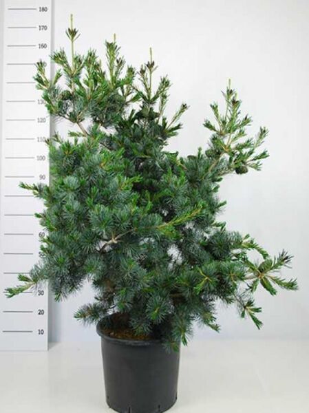 Pinus parviflora 'Negishi' / kompakte blaue Mädchenkiefer, 100–125 cm, Container C35, mehrtriebig mit blaugrünen Nadeln.