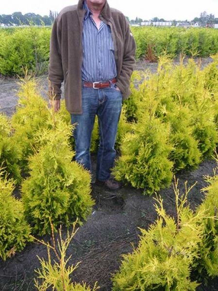 Thuja plicata '4ever Goldy' / Gelber Lebensbaum '4ever Goldy' 100-120 cm m. B., gelbgrüne, buschige Konifere im Feldbestand