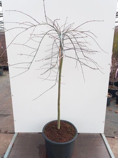 Acer palmatum 'Tamukeyama' / Fächer-Ahorn 'Tamukeyama', 80 cm Stamm, C35, im Topf mit kahlen verzweigten Trieben.