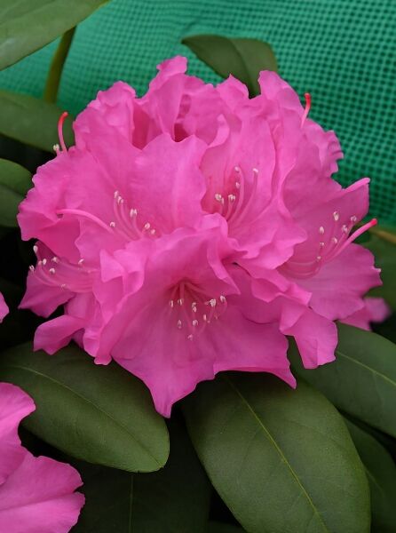 Rhododendron Hybride 'Ginta' (Rhododendron 'Ginta') mit pinken Blüten und dunkelgrünen, ledrigen Blättern