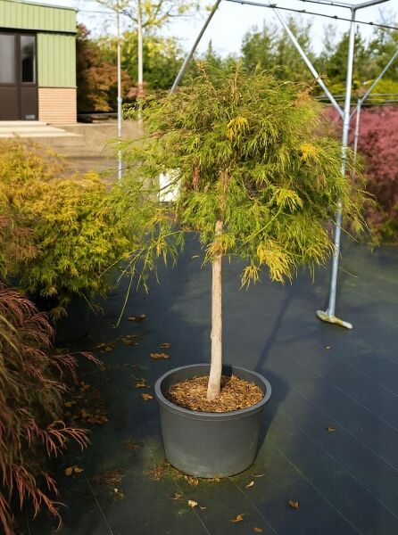 Roter Schlitz-Ahorn (Acer palmatum 'Dissectum Atropurpureum') Ornatum auf Stamm 80 cm, im Topf C35 mit geschlitztem Laub