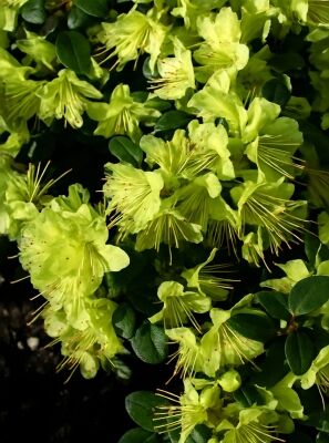 Zwergrhododendron - kleine Rhododendron mit kompaktem Wuchs kaufen