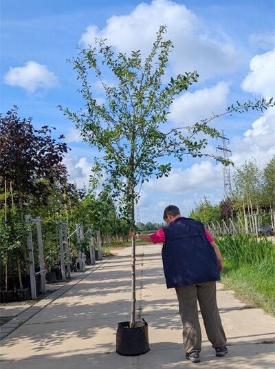 Prunus domestica 'Mirabelle de Nancy' – Gelbe Zwetschge/Mirabelle, Halbstamm 14-16 StU im Container, Baum mit Krone und Stamm