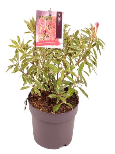 Japanische Lavendelheide 'Flaming Silver' / Pieris japonica 'Flaming Silver'