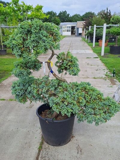 Garten-Bonsai  / Garten-Bonsai 