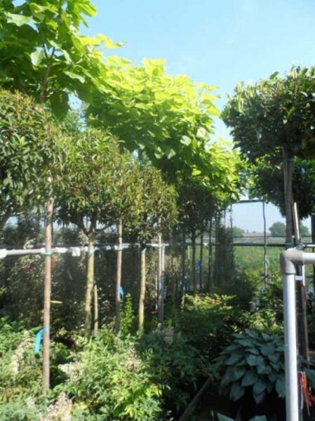 Gold-Trompetenbaum / Catalpa bignonioides 'Aurea'
