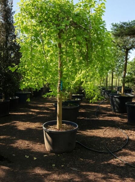 Morus alba 'Pendula' / Hängender weißer Maulbeerbaum 'Pendula' Hochstamm im Container mit überhängender Krone und grünem Laub